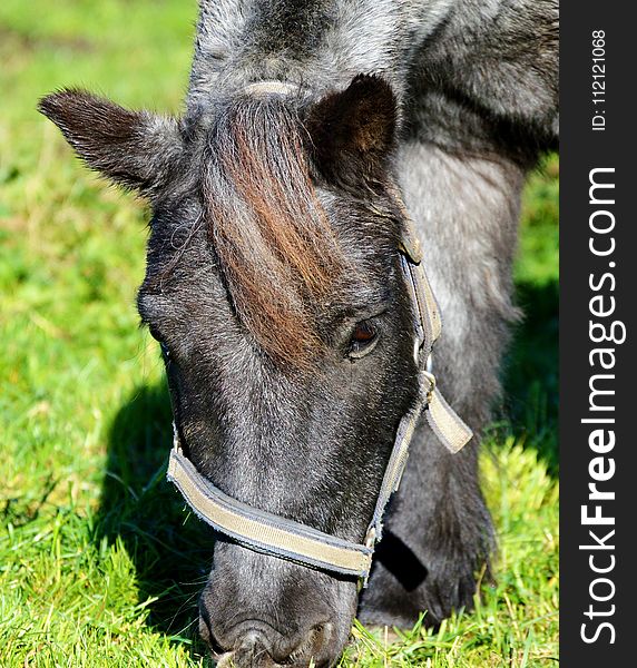 Horse, Bridle, Fauna, Halter