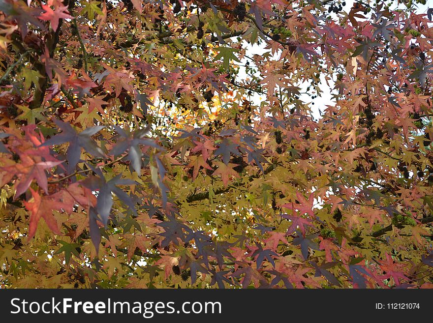 Leaf, Tree, Autumn, Deciduous