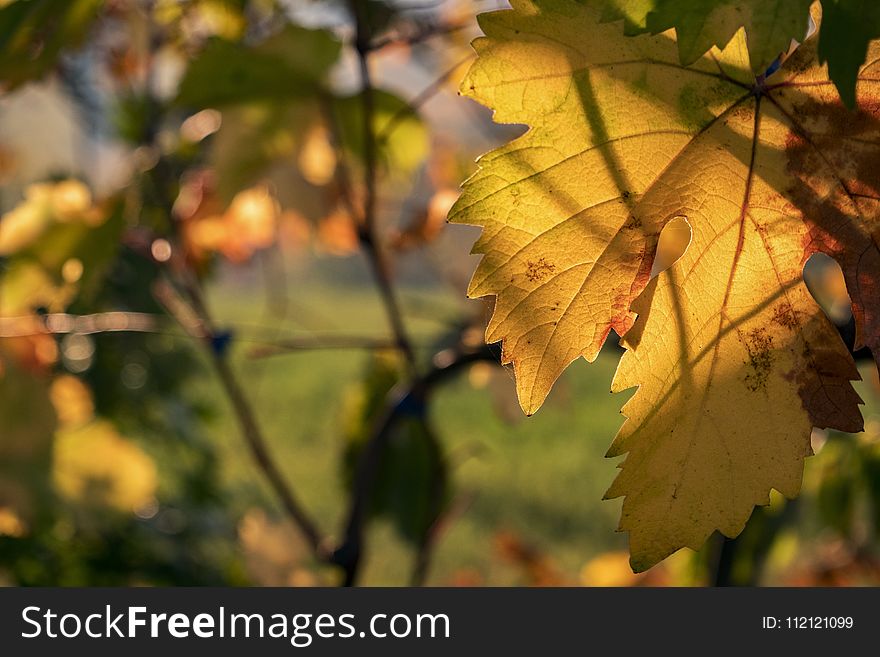 Leaf, Autumn, Yellow, Vegetation