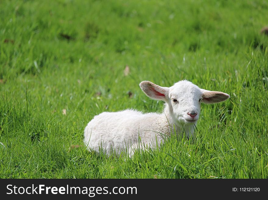 Grassland, Sheep, Pasture, Grazing