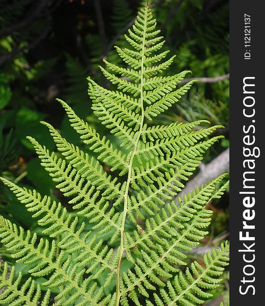 Ferns And Horsetails, Plant, Fern, Vegetation