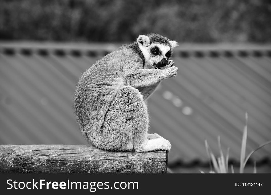Black And White, Fauna, Mammal, Monochrome Photography