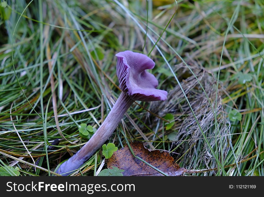 Flora, Plant, Purple, Fungus