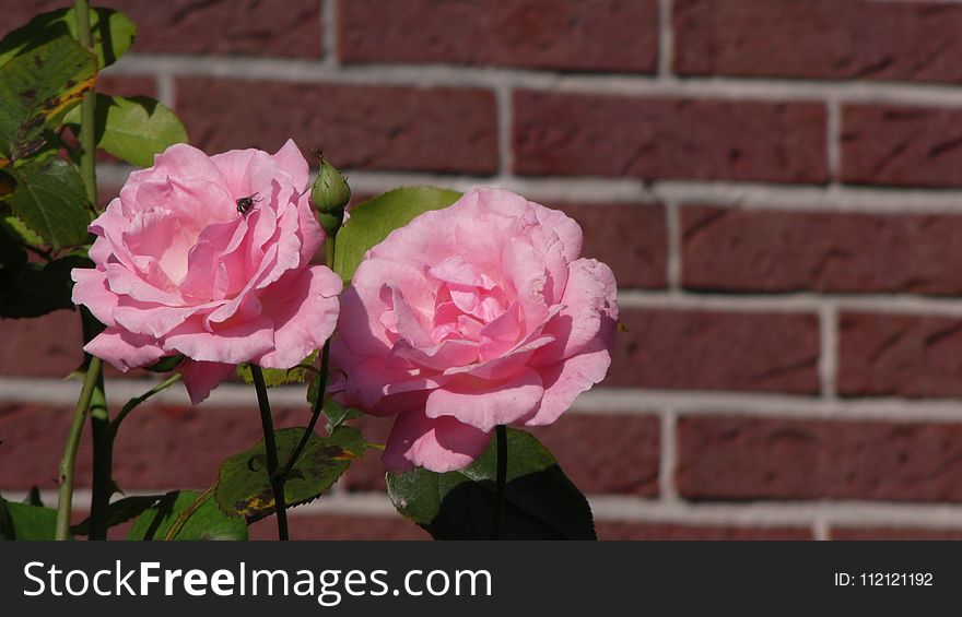 Flower, Rose, Rose Family, Plant