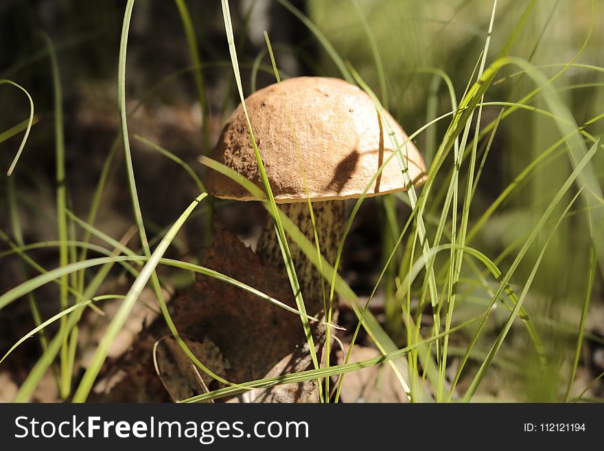 Mushroom, Fungus, Penny Bun, Grass
