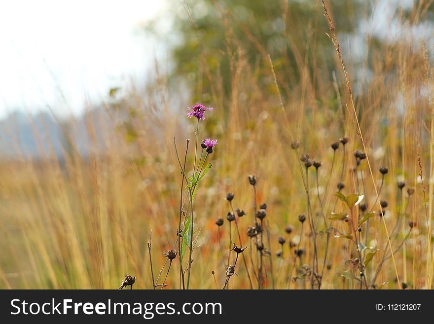 Ecosystem, Prairie, Wildflower, Vegetation