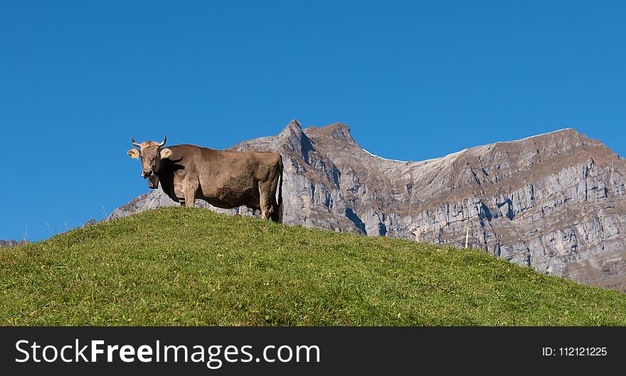 Cattle Like Mammal, Pasture, Mountainous Landforms, Grassland