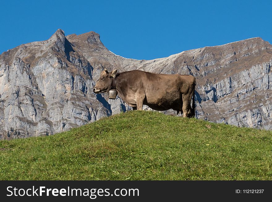 Ecosystem, Cattle Like Mammal, Sky, Grassland