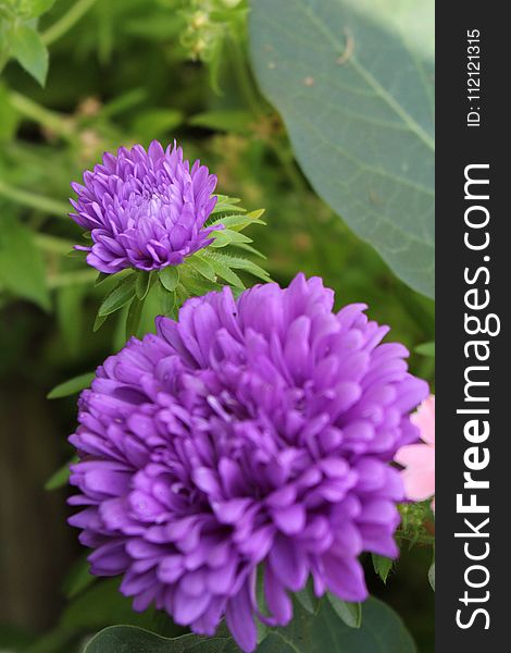 Flower, Purple, Plant, Aster