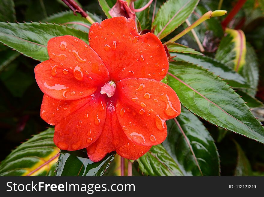 Plant, Flower, Flora, Flowering Plant