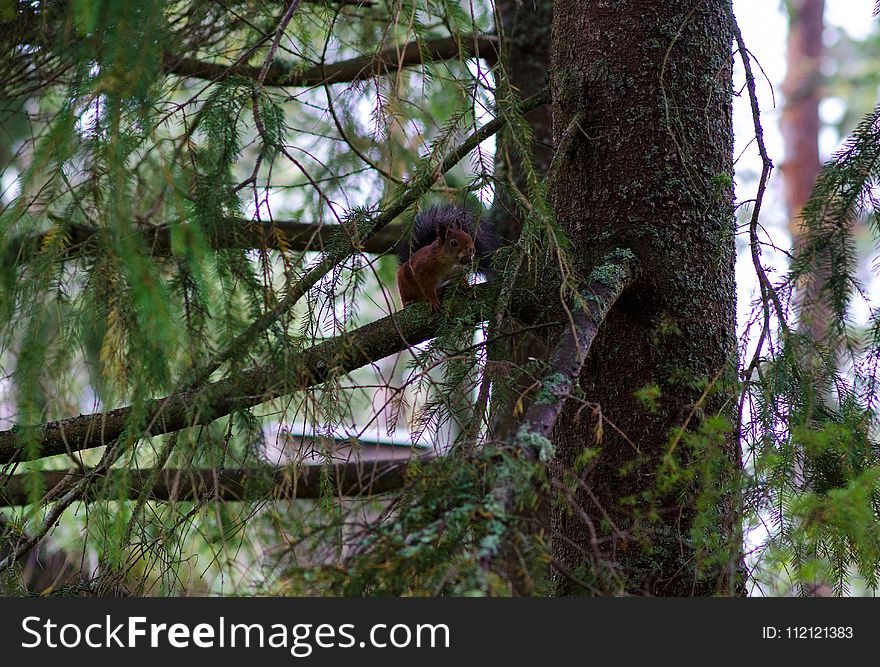 Tree, Fauna, Flora, Plant