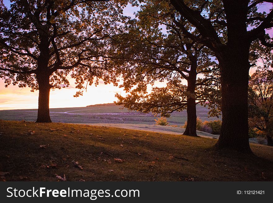 Nature, Tree, Sky, Branch