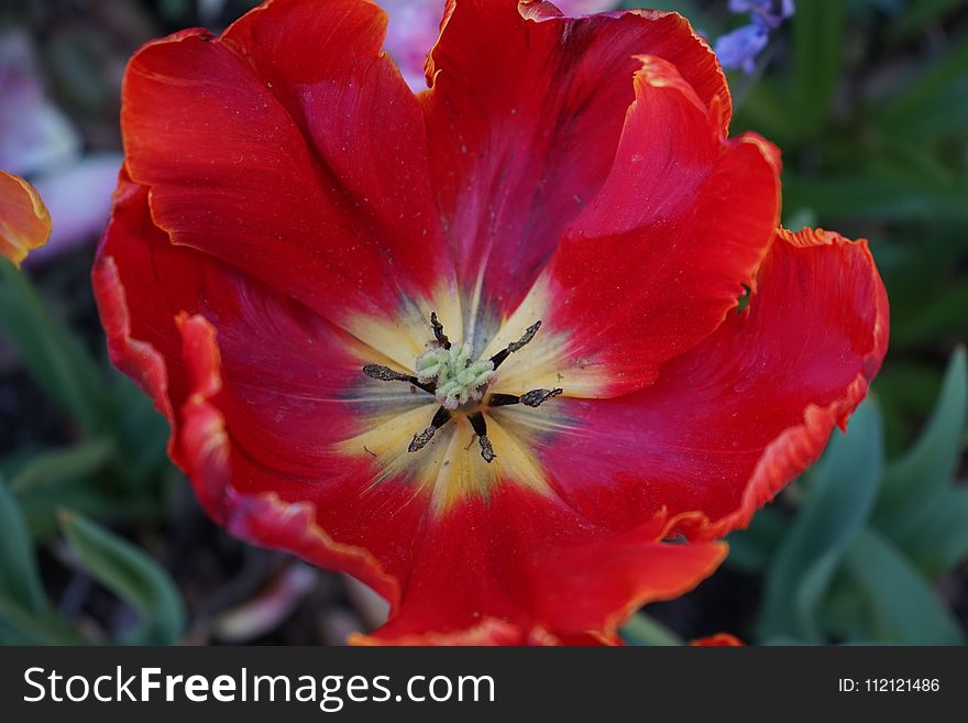 Flower, Tulip, Plant, Flowering Plant