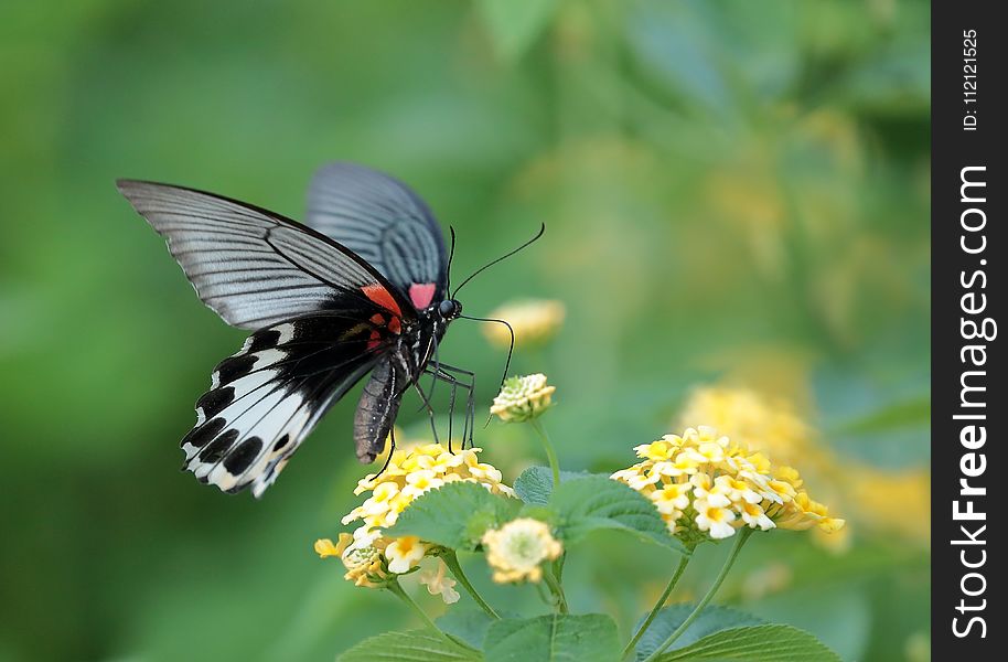 Butterfly, Moths And Butterflies, Insect, Brush Footed Butterfly