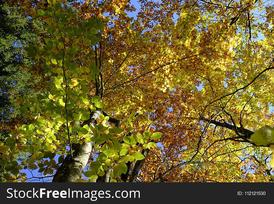 Tree, Nature, Leaf, Yellow
