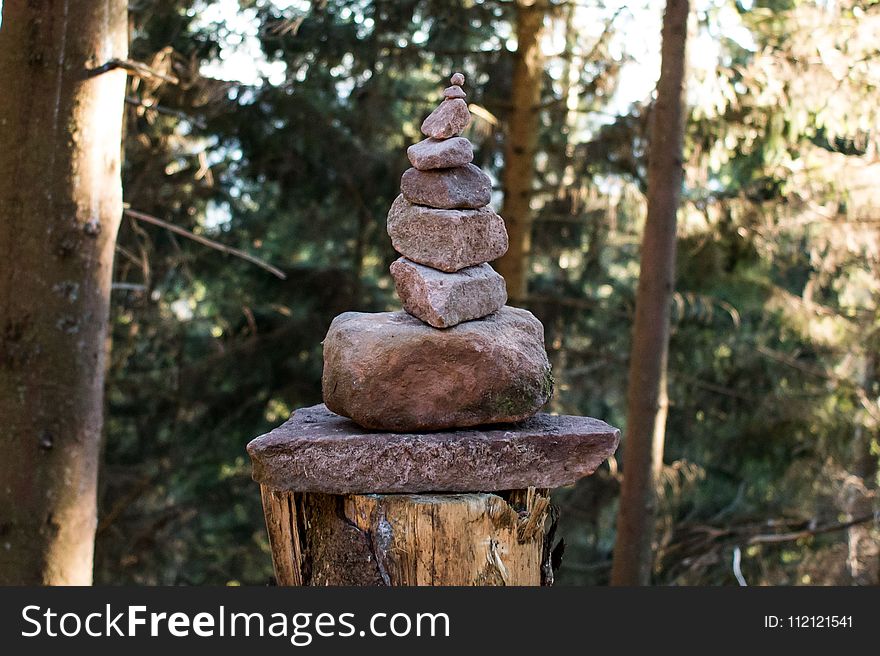 Tree, Temple, Wood, Outdoor Structure