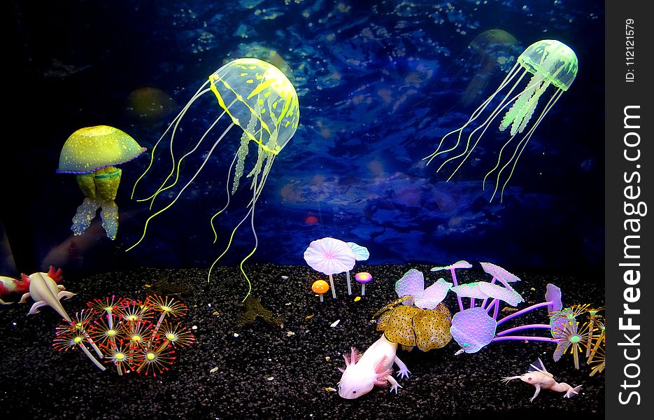 Jellyfish, Organism, Cnidaria, Marine Biology