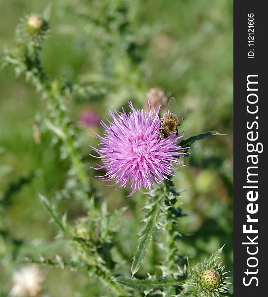 Silybum, Thistle, Noxious Weed, Flower