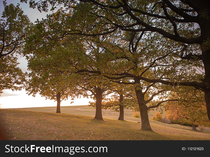 Tree, Nature, Woody Plant, Leaf