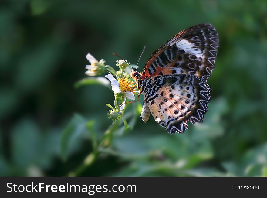 Butterfly, Moths And Butterflies, Insect, Brush Footed Butterfly