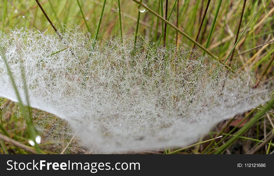 Grass, Grass Family, Spider Web, Moisture
