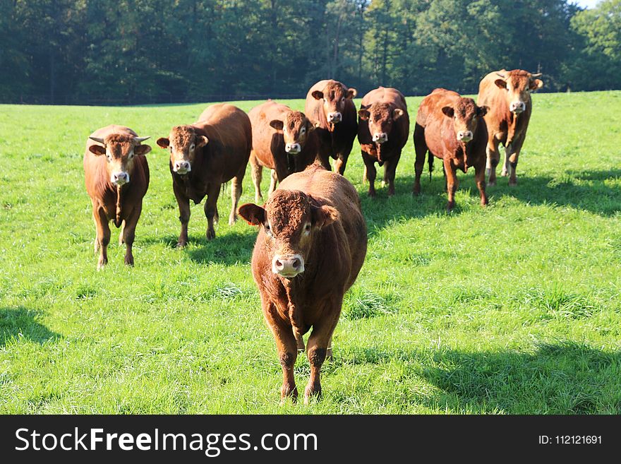 Pasture, Grassland, Grazing, Cattle Like Mammal