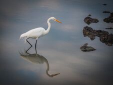 Great Egret Curacao Views Stock Photography