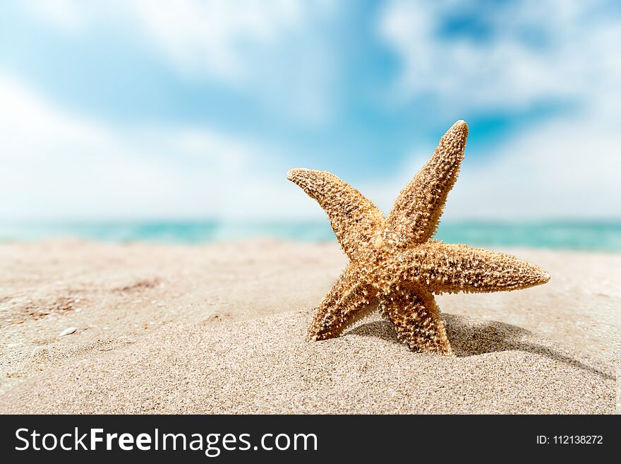 One Starfish on beach sand, close-up view