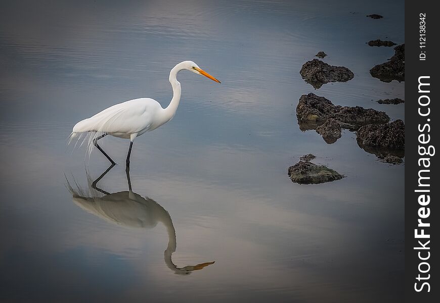 Great Egret Curacao Views