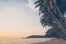 Coconut Palm Tree Royalty Free Stock Photo Coconut Palm Tree Royalty Free Stock Photo