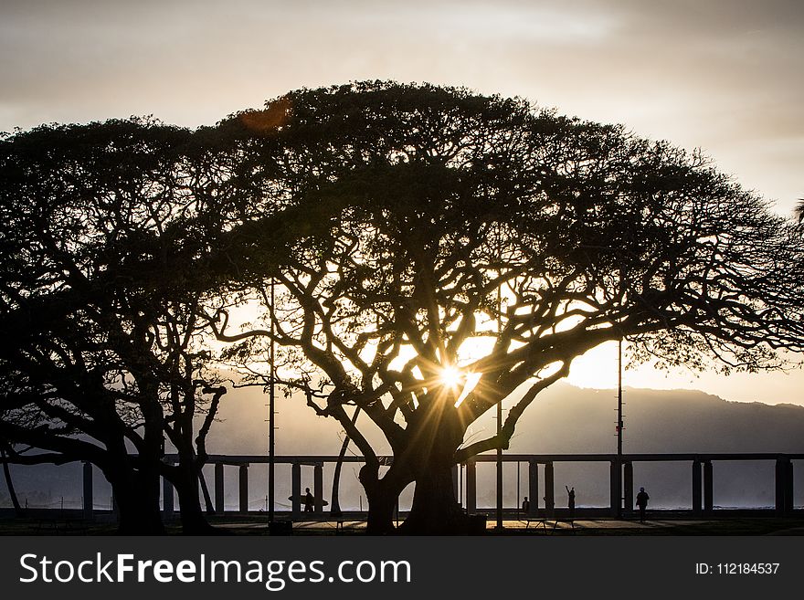 Silhouette Of Tree Beside Bridge Railing