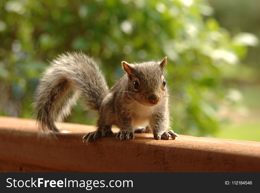 Selective Focus Photography of Brown Squirrel