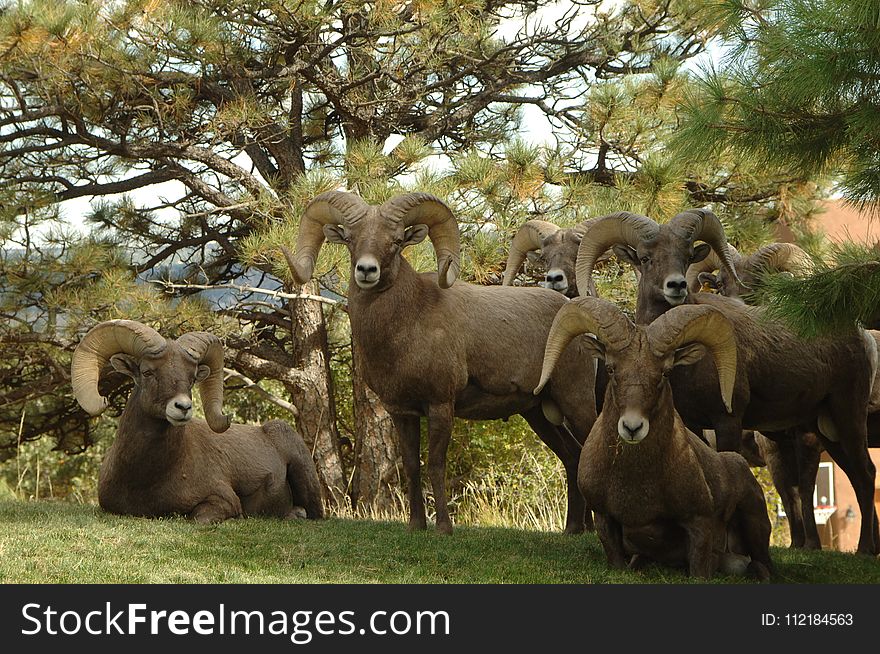 Five Ram Goats Beside Green Trees