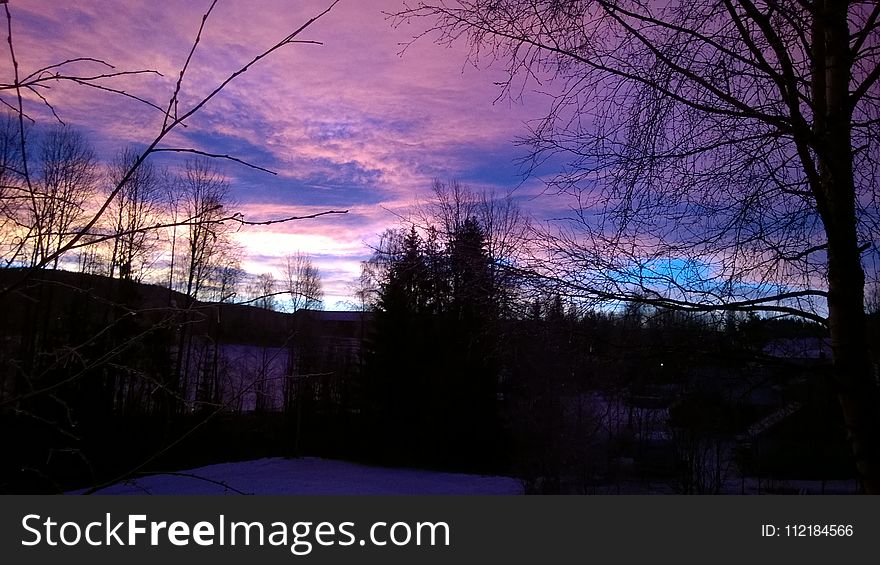 Silhouette Of Trees