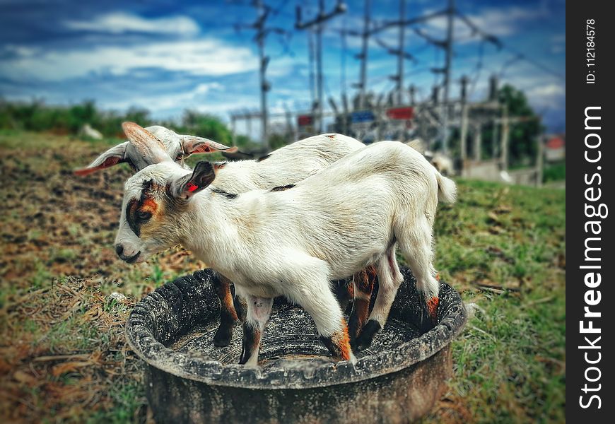 Two White Goats Near Green Grass Field