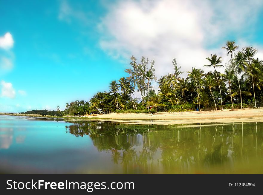 Person Taking Photo of Green Leafed Tree Lot With Sand Bar