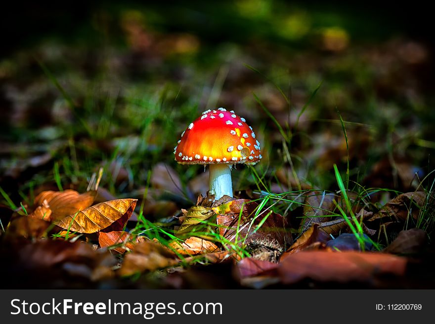 Mushroom, Ecosystem, Leaf, Fungus