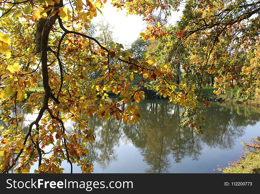 Reflection, Nature, Water, Autumn