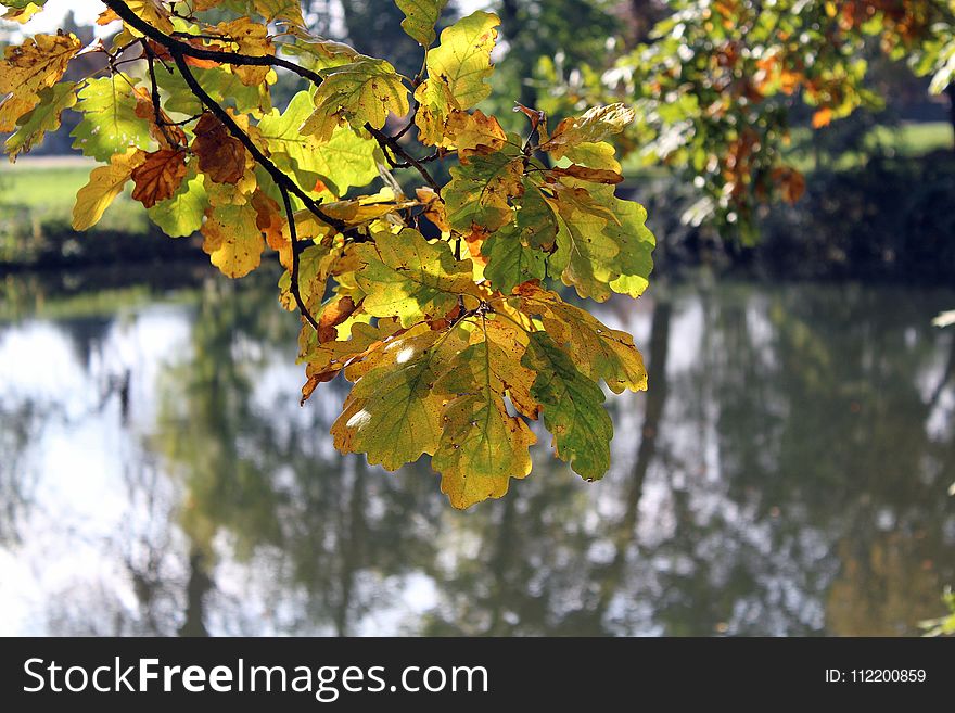 Leaf, Autumn, Tree, Branch