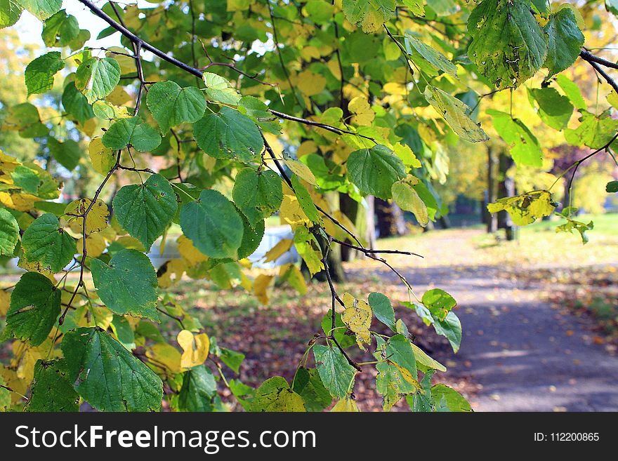 Tree, Leaf, Grapevine Family, Branch