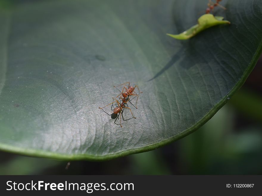 Insect, Leaf, Fauna, Macro Photography