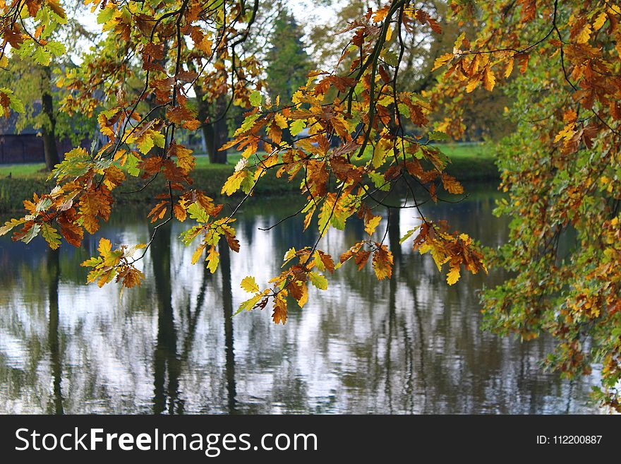 Water, Leaf, Autumn, Tree