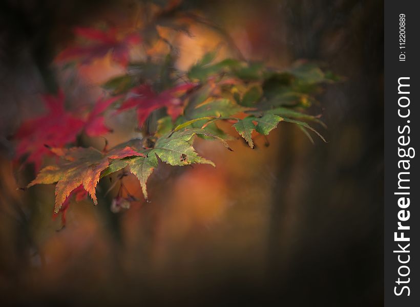 Leaf, Nature, Autumn, Maple Leaf