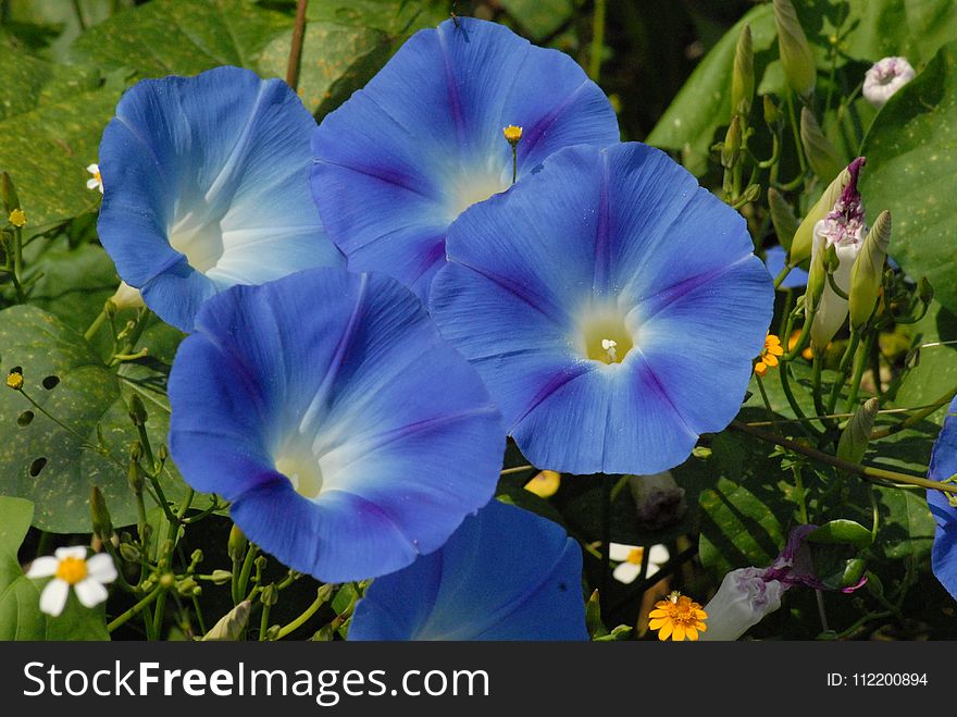 Flower, Blue, Plant, Flowering Plant