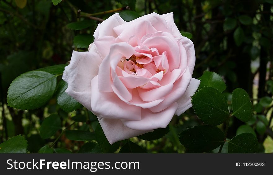 Rose, Flower, Rose Family, Pink