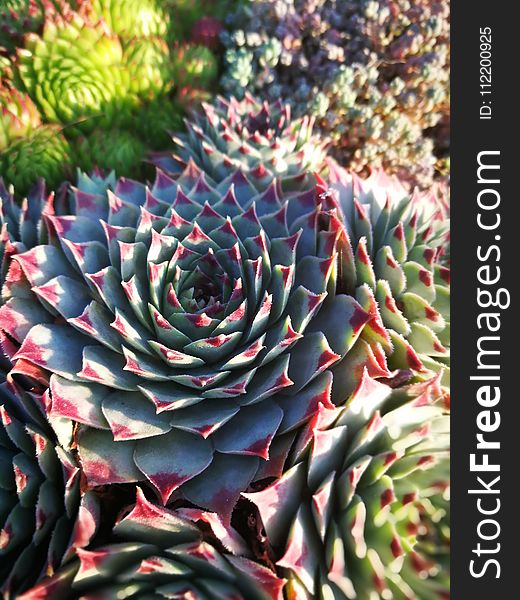 Plant, Flower, Cactus, Stonecrop Family