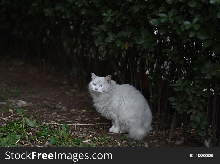 Cat, Small To Medium Sized Cats, Cat Like Mammal, Grass