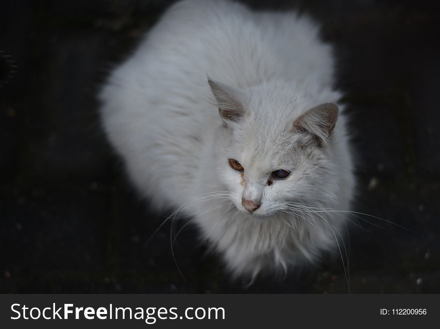 Cat, White, Whiskers, Mammal