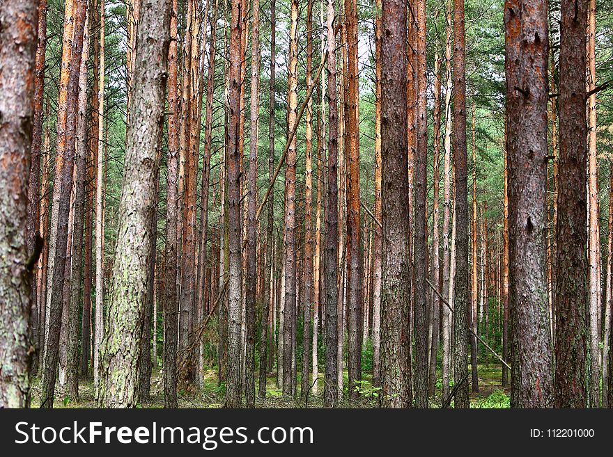 Ecosystem, Tree, Woodland, Spruce Fir Forest