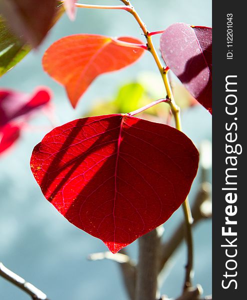 Leaf, Red, Plant, Petal